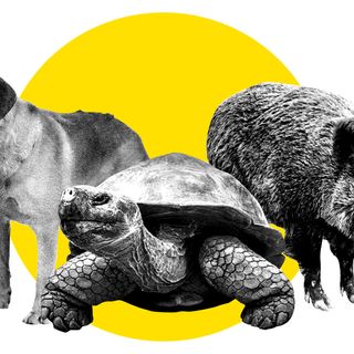 legal rights for animals plants