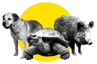 legal rights for animals plants