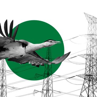 great indian bustard conservation effort