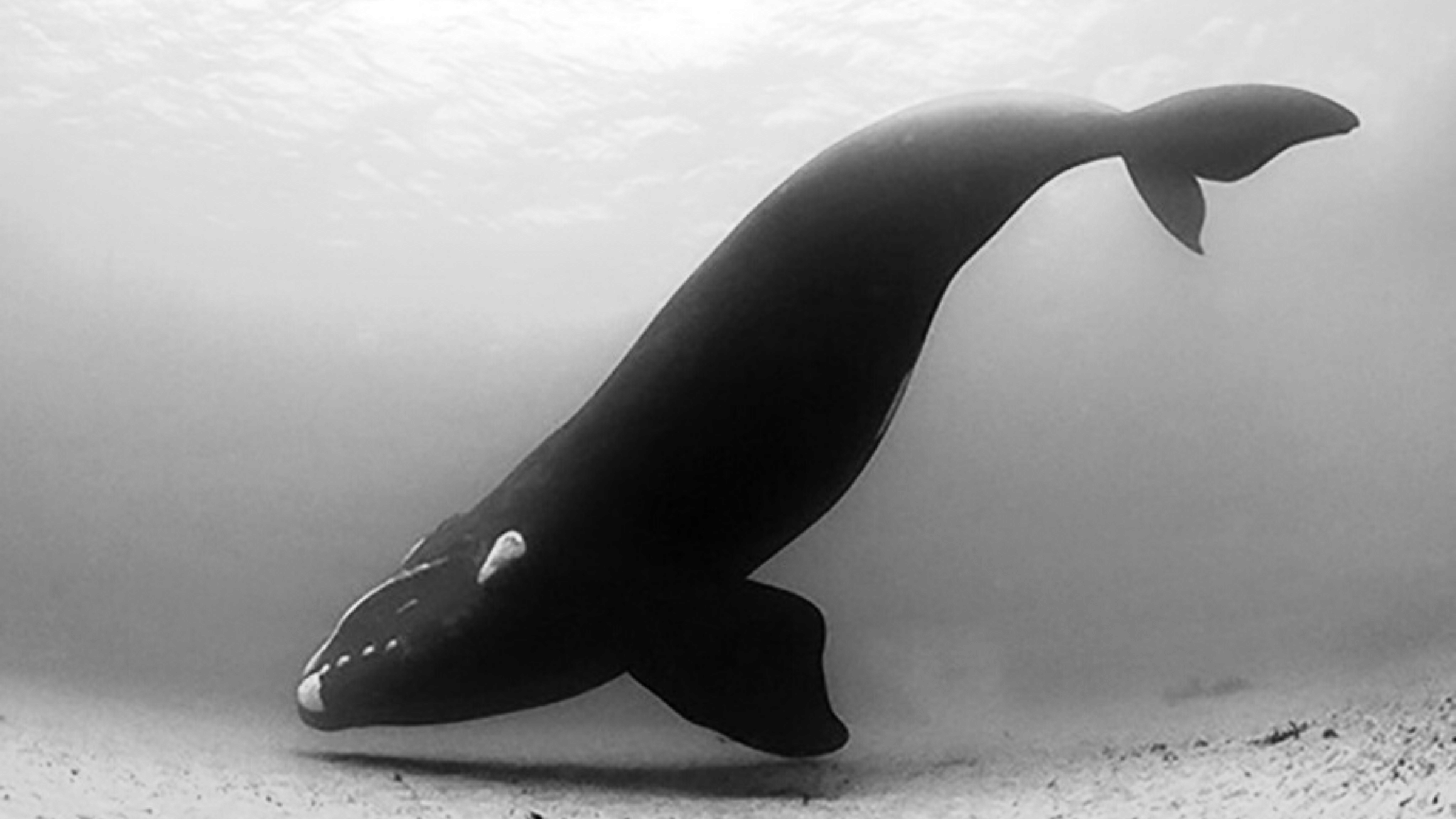 why whales are shrinking in size