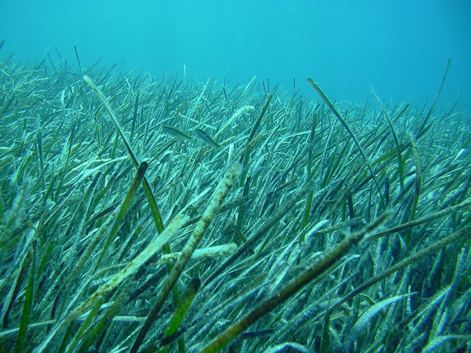 seagrass un