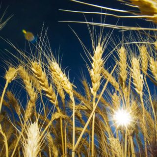 climate change drought wheat