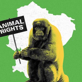 ecuador animal legal rights