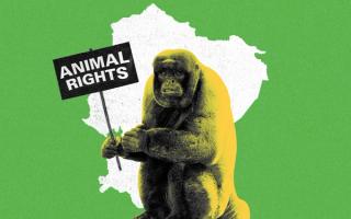 ecuador animal legal rights