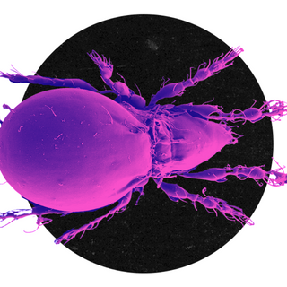 asexual reproduction beetles