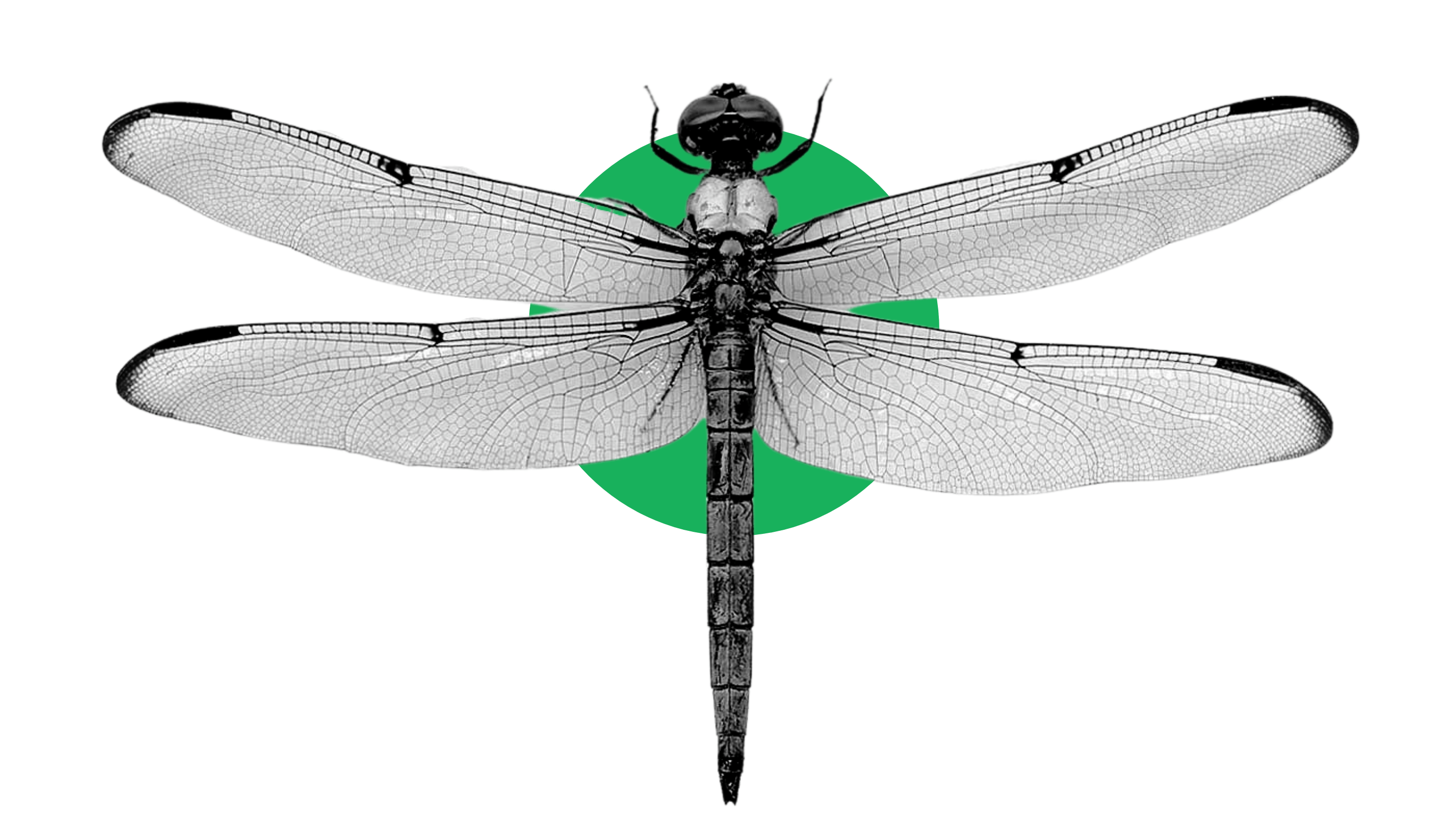 male dragonflies changing due to climate change