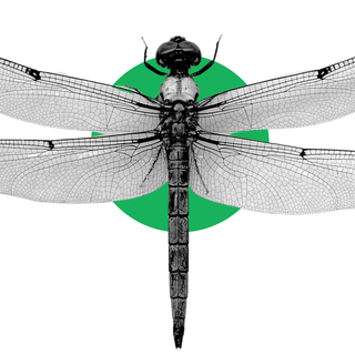 male dragonflies changing due to climate change