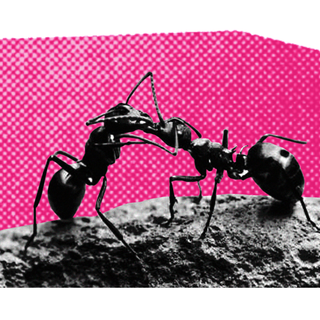 why ants kiss