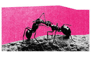 why ants kiss