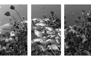 why dead fish is floating in bengaluru lake
