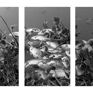 why dead fish is floating in bengaluru lake