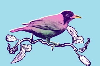 half-male, half-female bird