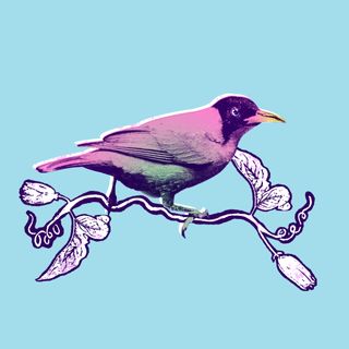 half-male, half-female bird