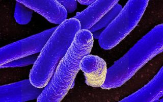 gut bacteria and blood sugar