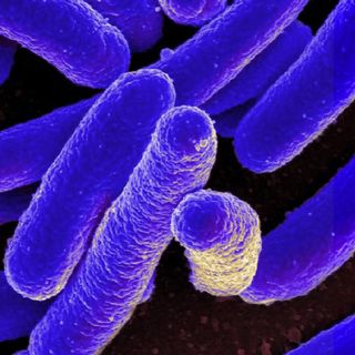 gut bacteria and blood sugar