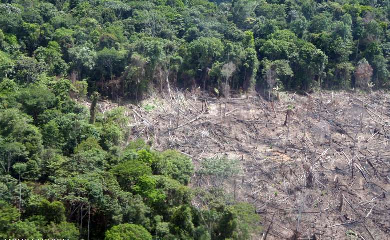 is amazon rainforest or grassland savannah