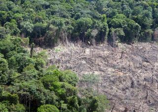 is amazon rainforest or grassland savannah