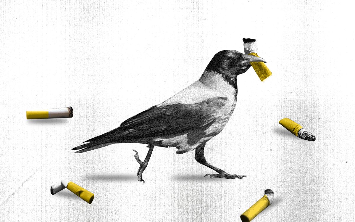 crows collecting cigarettes In Sweden, Crows Are Learning to Pick and Dispose of Cigarette Butts  Properly