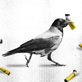 crows cleaning cigarette butts