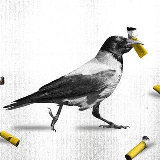 crows cleaning cigarette butts