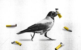 crows cleaning cigarette butts