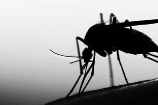 malaria in india