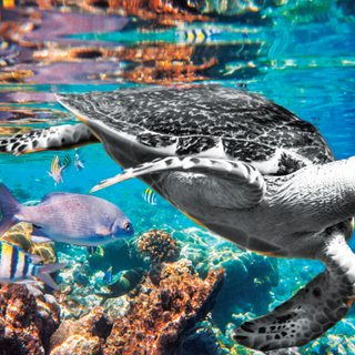 One Million Species Face Extinction