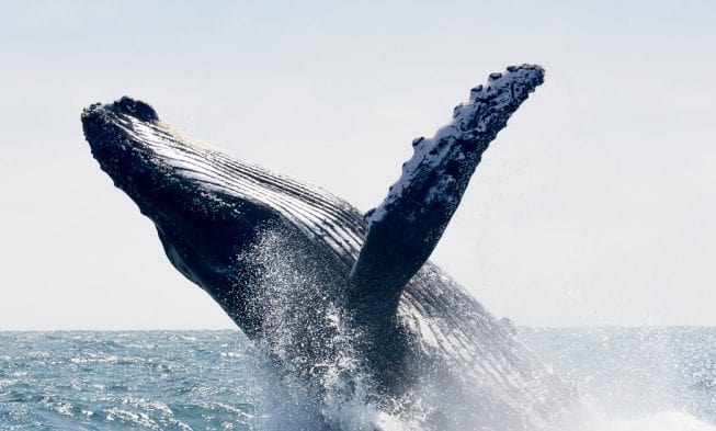 are whales going extinct