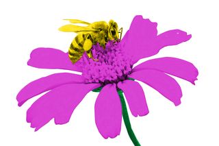 plant wars insect extinction