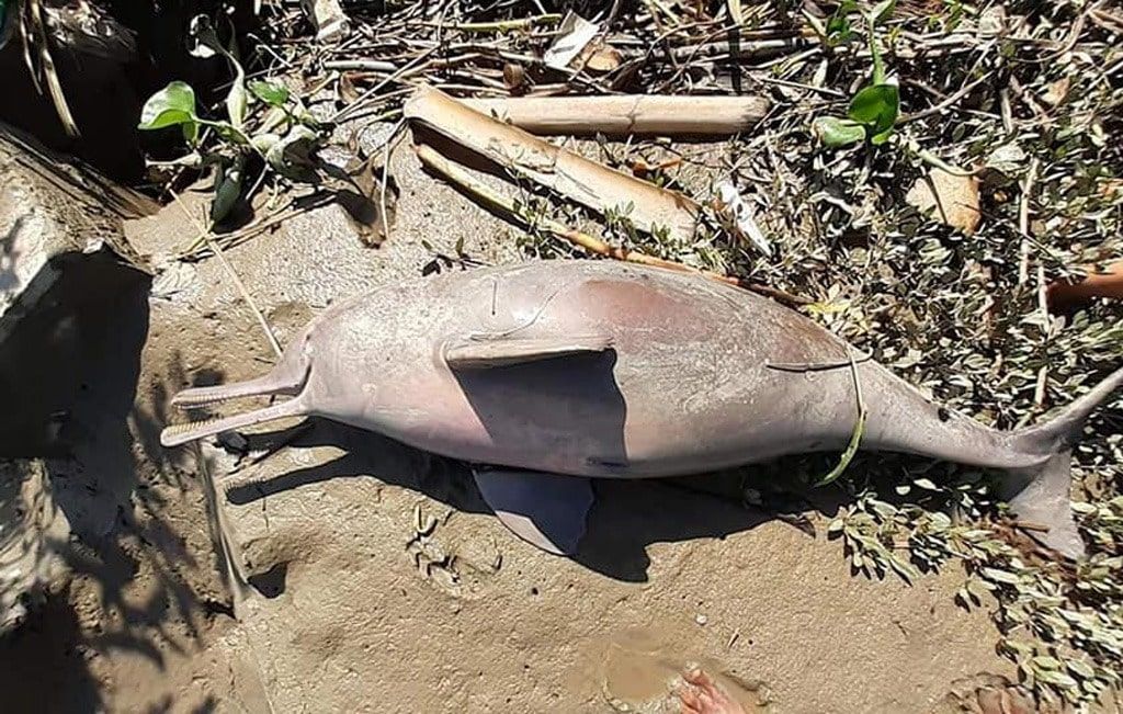 ganges river dolphins endangered