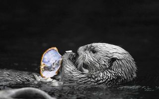 sea otters importance