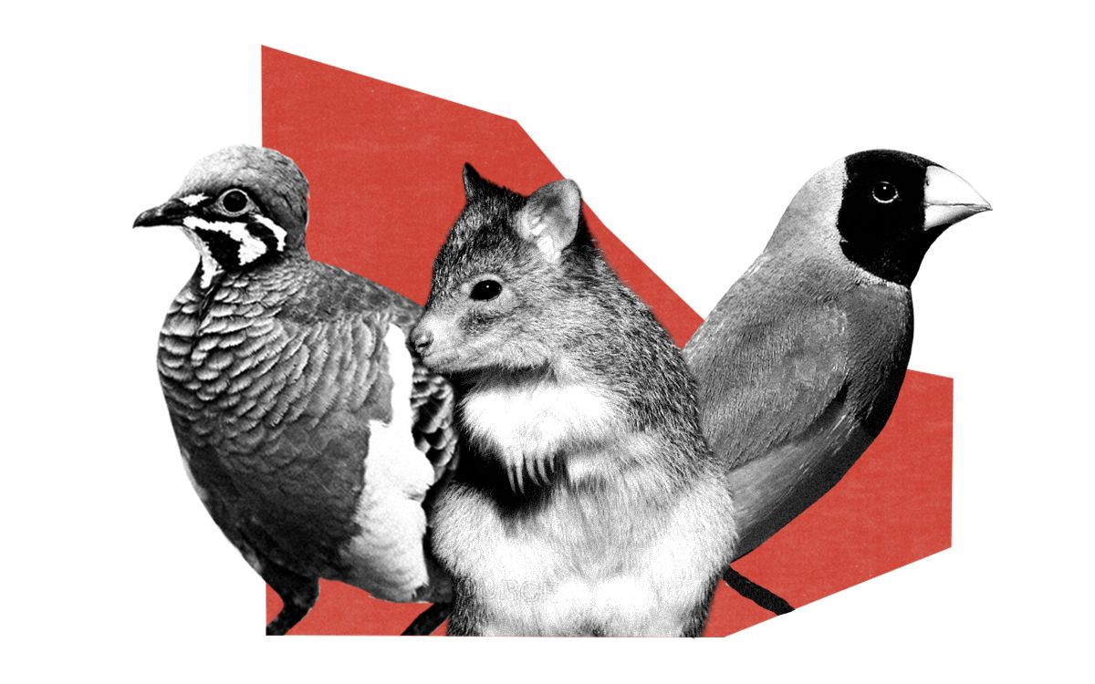 species likely to go extinct