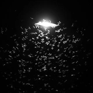 many-mayfly-swarming-street-light-at-night.jpg