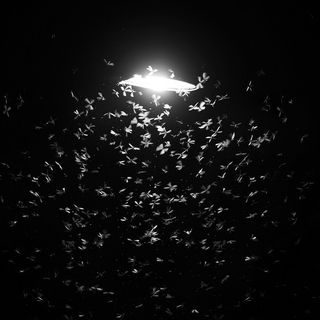 many-mayfly-swarming-street-light-at-night.jpg