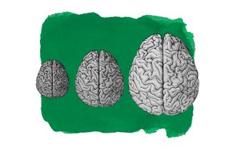 how did big brains evolve in humans