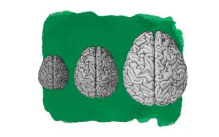how did big brains evolve in humans