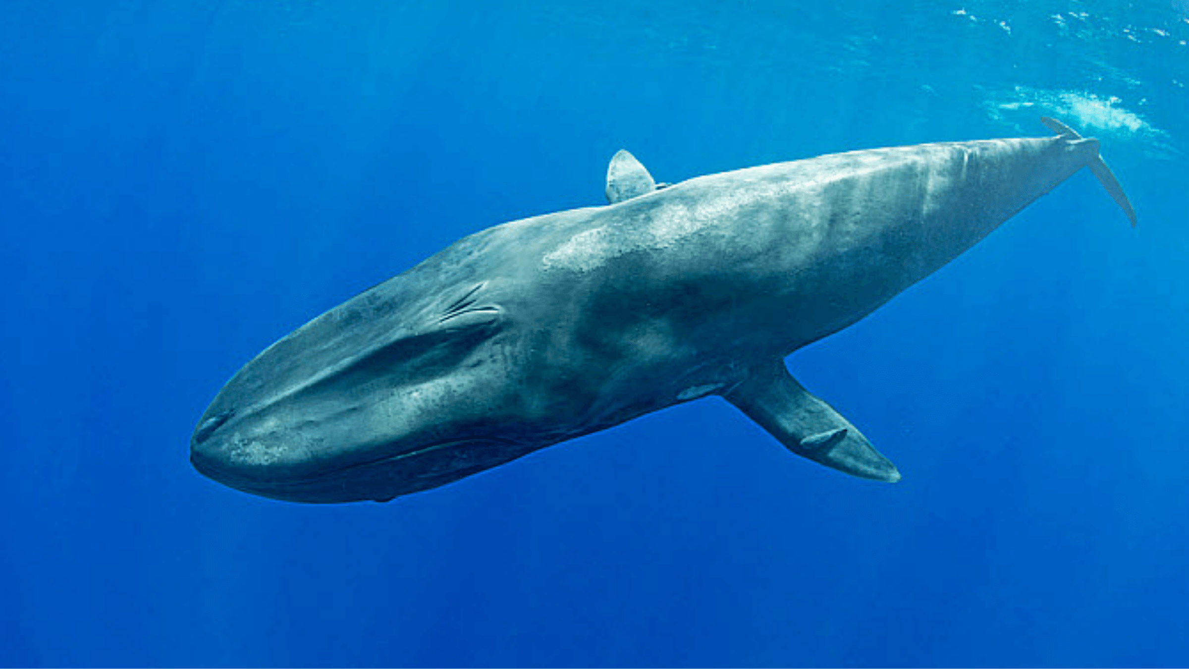 blue whales in indian ocean