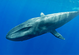 blue whales in indian ocean
