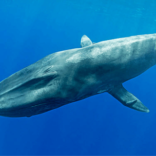 blue whales in indian ocean