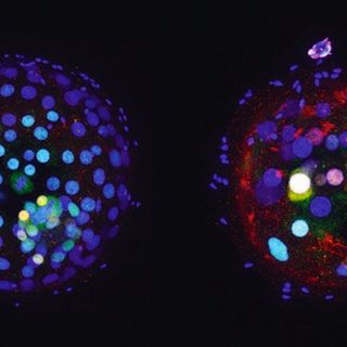 crispr-cas9