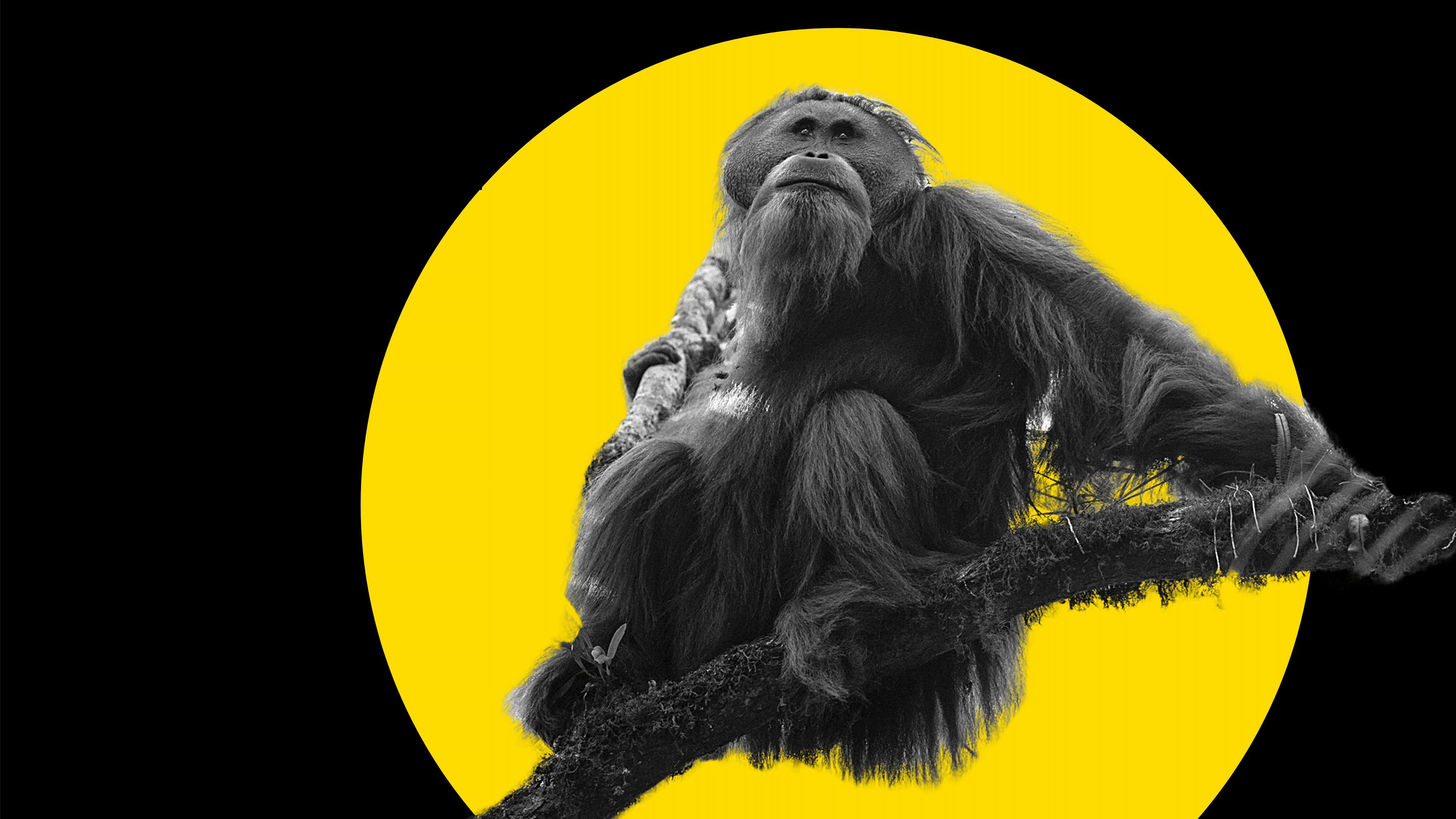 how many tapanuli orangutans are remaining