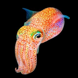 why nasa sent squid to space