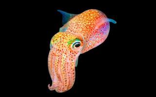 why nasa sent squid to space