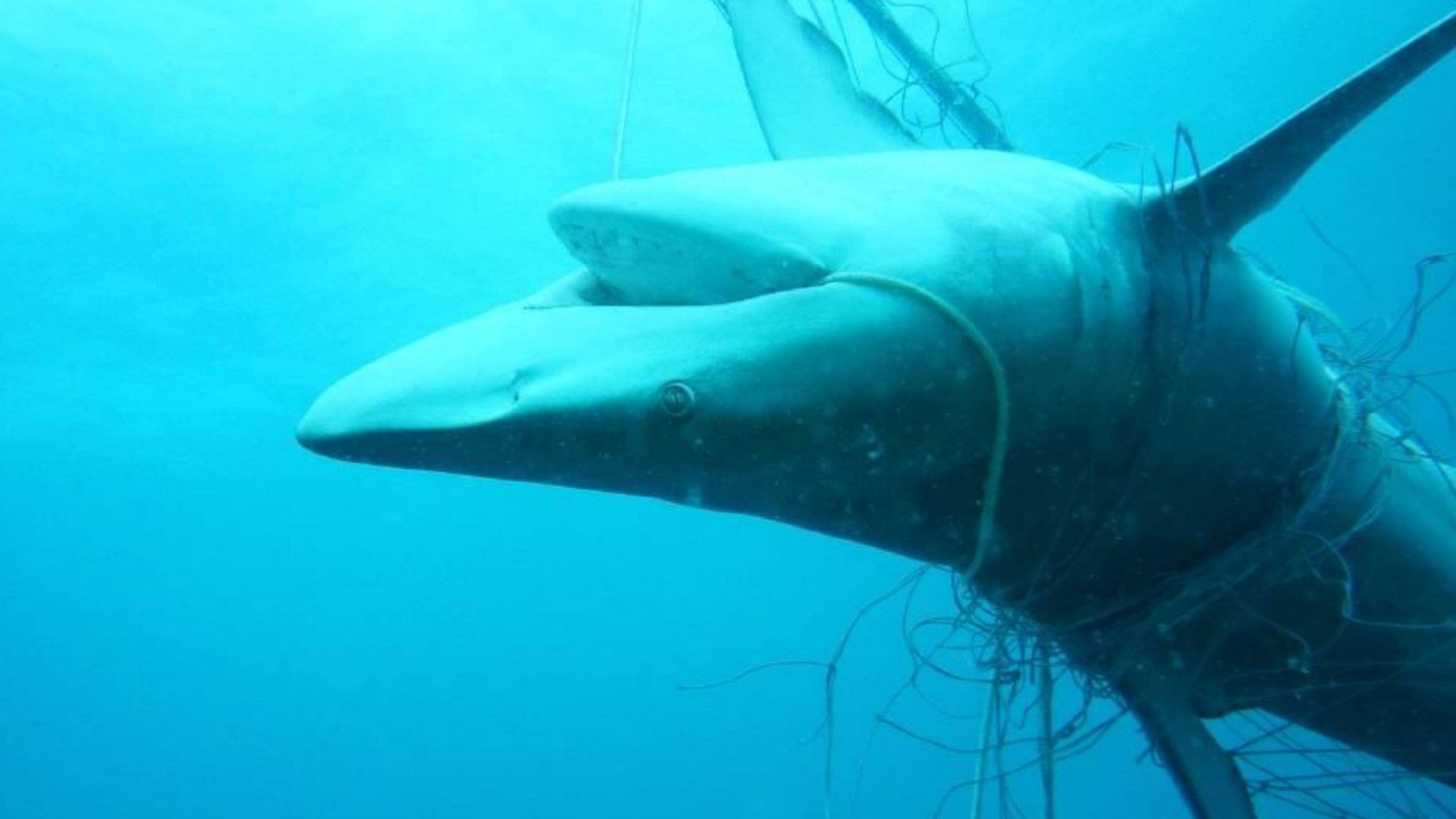 sharks disappearing from coral reefs