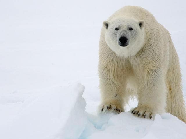 polar bear extinction global warming