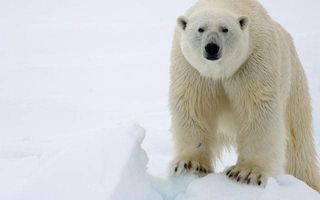 polar bear extinction global warming