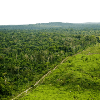 can forests grow back naturally