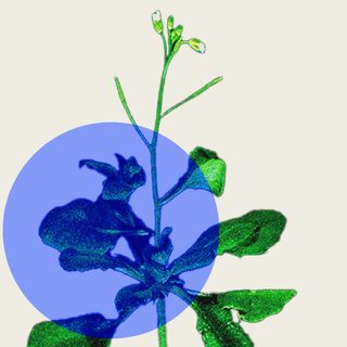 plants making decisions