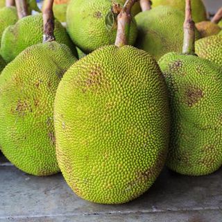 jackfruit