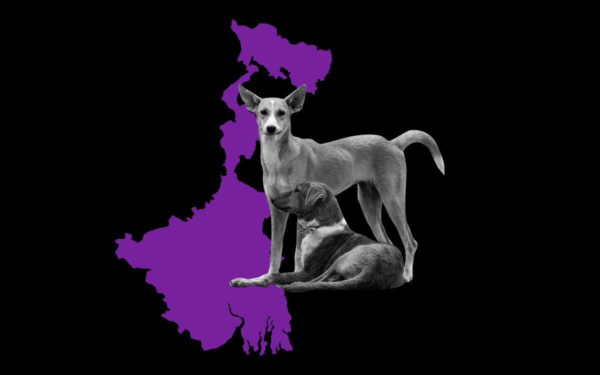 parvovirus in west bengal dogs